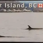 Ann's Island Photography MA919/PM10 Whales Pano