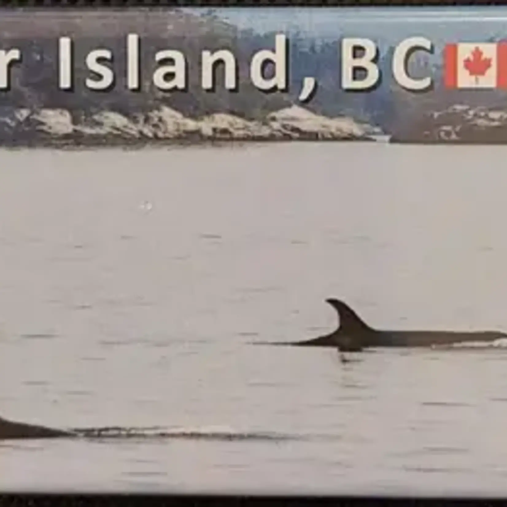 Ann's Island Photography MA919/PM10 Whales