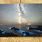 David McColm A Bioluminescent Night Postcard