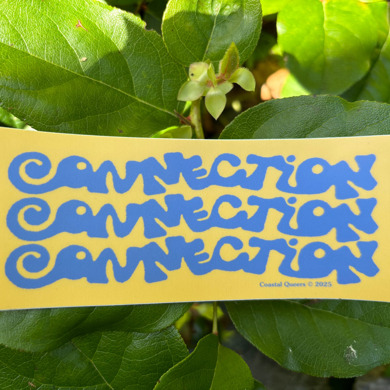 Coastal Queer Alliance Coastal Queers  Connection Sticker