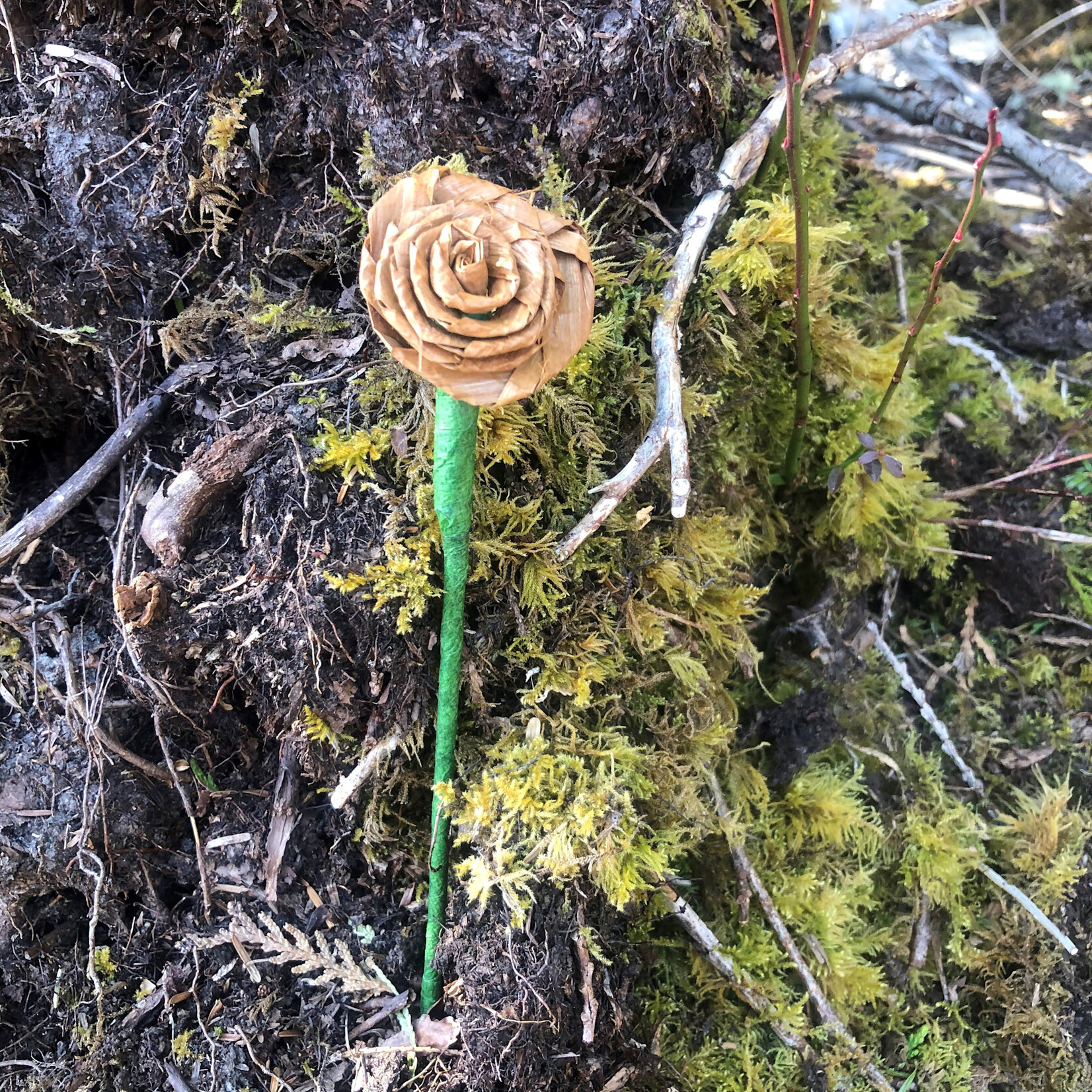 Roseanne John Cedar Roses extra large- Roseanne John