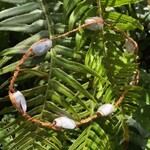 Elizabeth George Cedar necklace with Shells