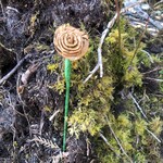 Elizabeth George cedar roses small