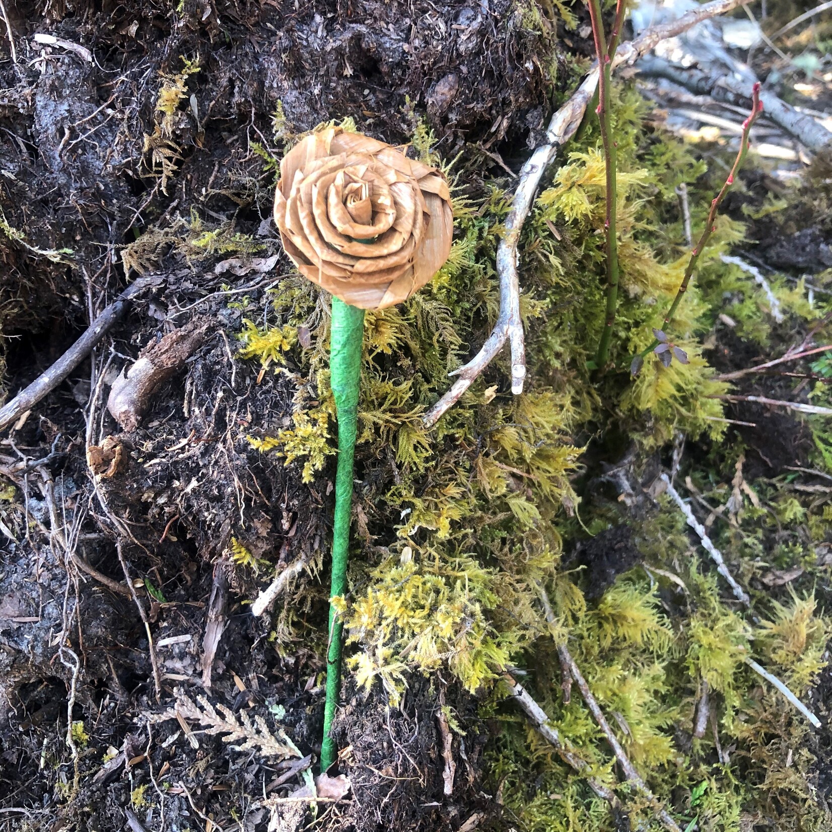 Elizabeth George Cedar rose Xlarge