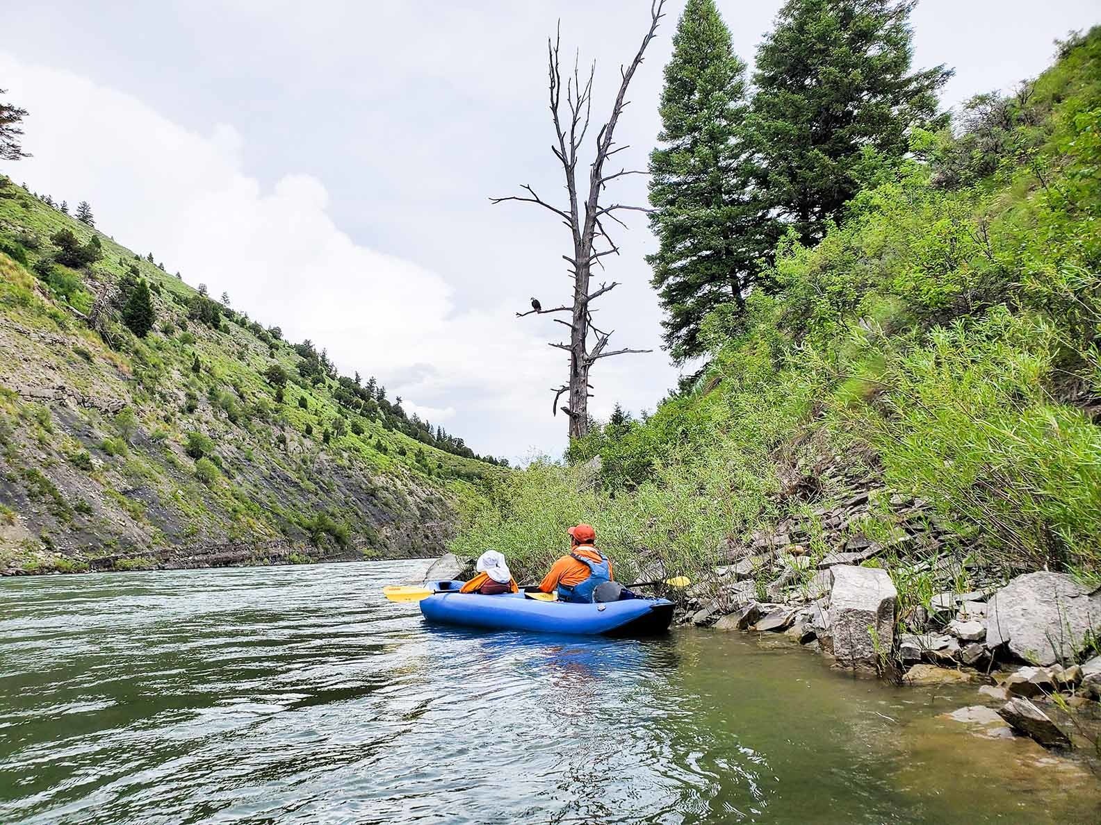 viewing a blad eagle on the snake river