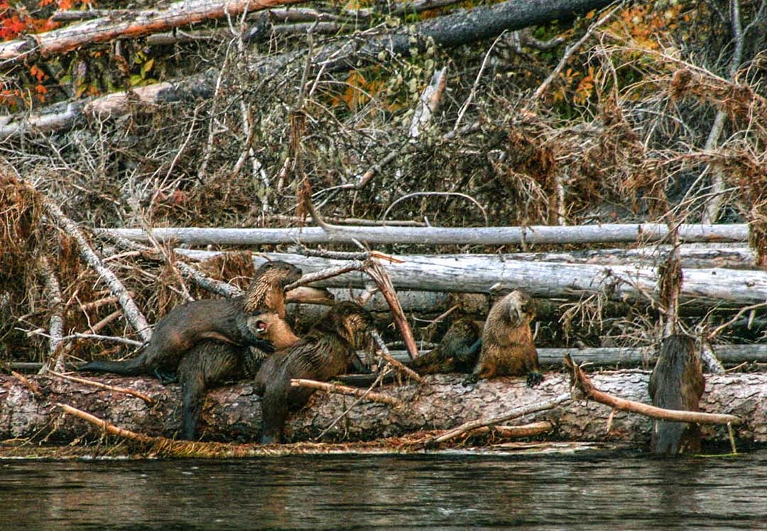 Otter on a Log Jam somewhere on the snake river