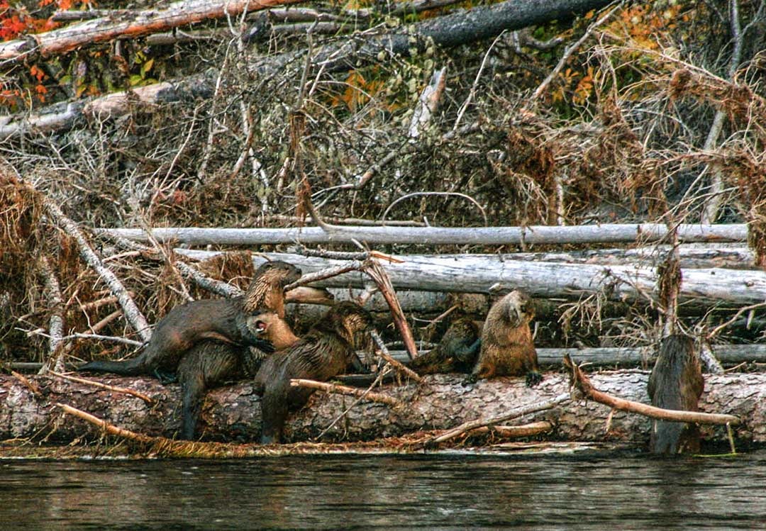 otter log jam