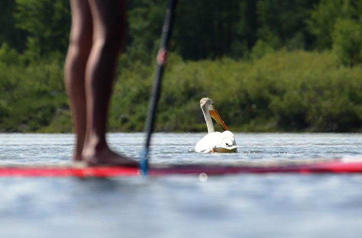 pelican and a sup