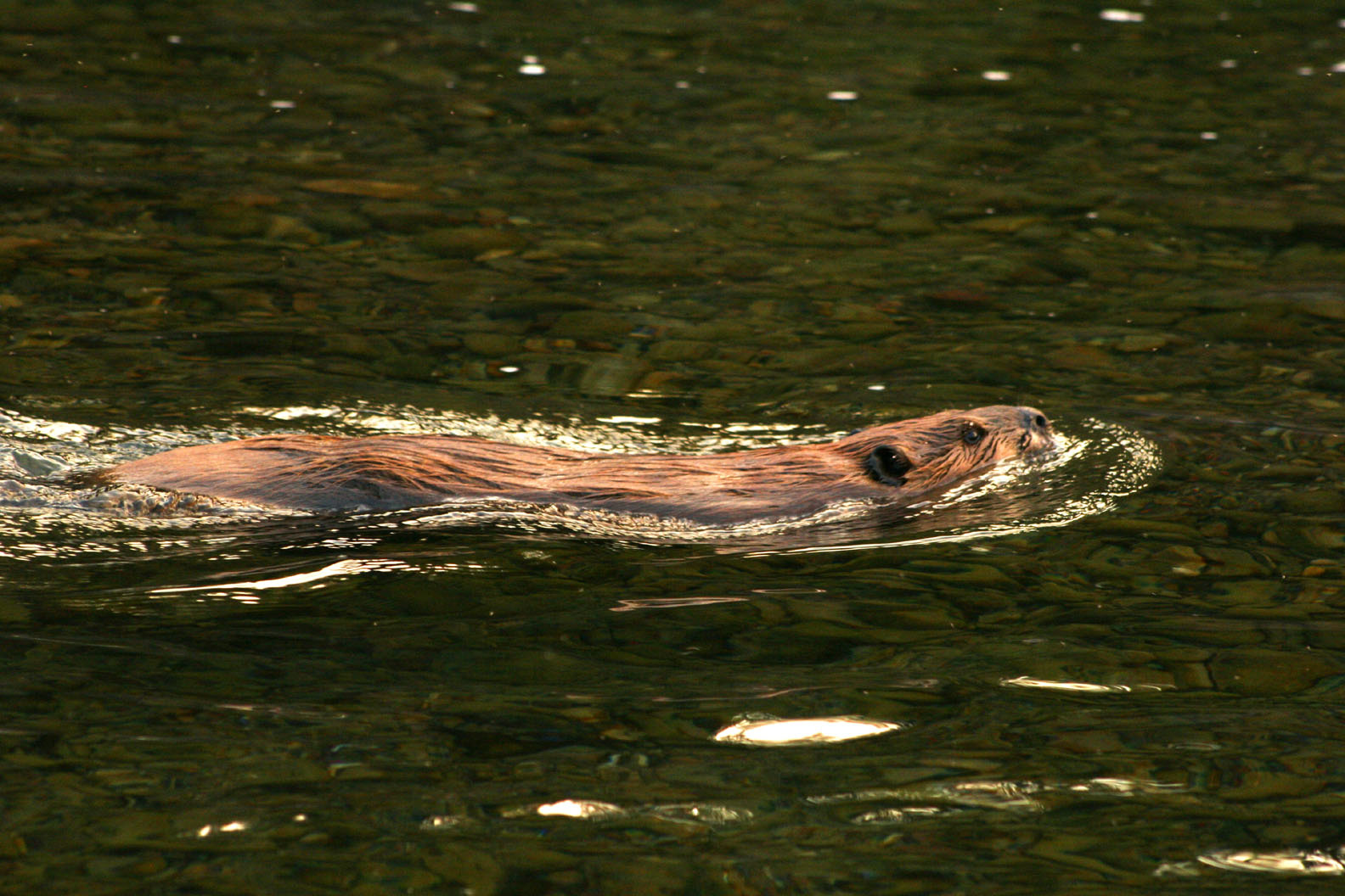 Beaver Swimming on Slide Lake