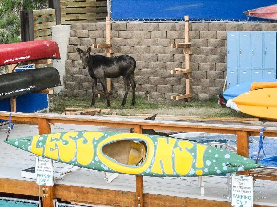 A curious Moose on the Old Rendezvous deck