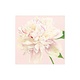 Duchess Peonies Paper Cocktail Napkins in Blush - 20 Per Package