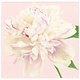 Duchess Peonies Paper Dinner Napkins in Blush - 20 Per Package