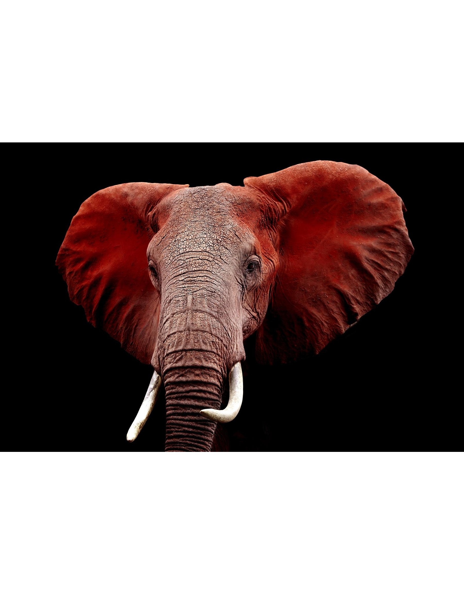 SF1331 Red Elephant 60" x 40"