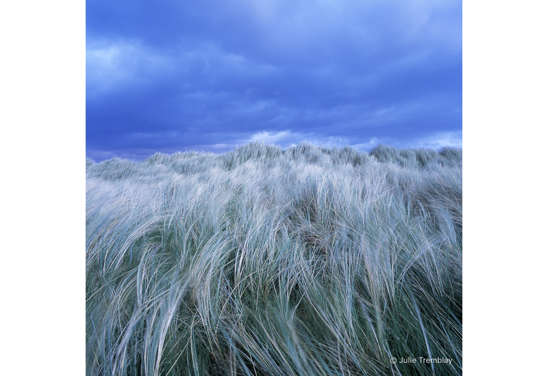 Ireland Grass