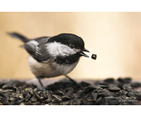 Chickadee