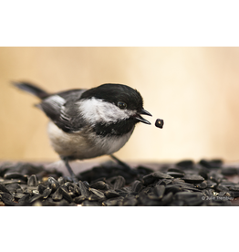 Chickadee