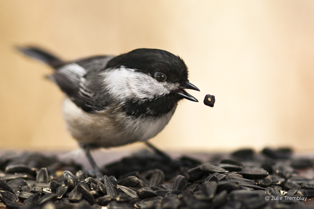 Chickadee