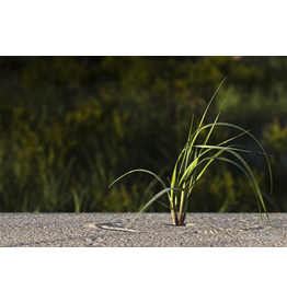 Dune Grass 2