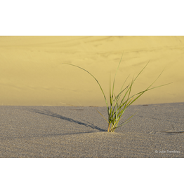 Dune Grass