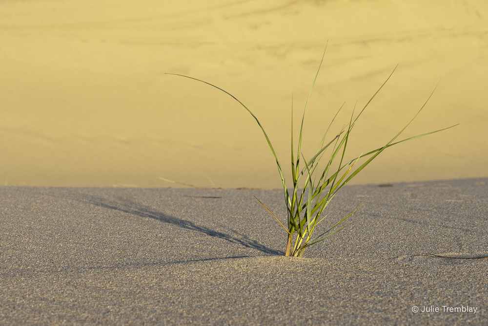 Dune Grass