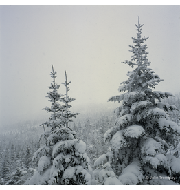 Snow Trees 1