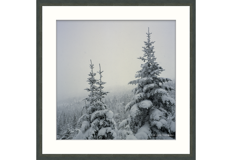 Snow Trees 1