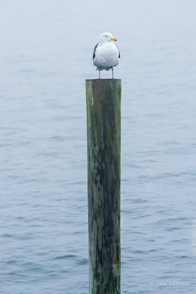 Gull Post