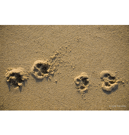 Paw Prints