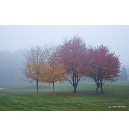 Fall Fog