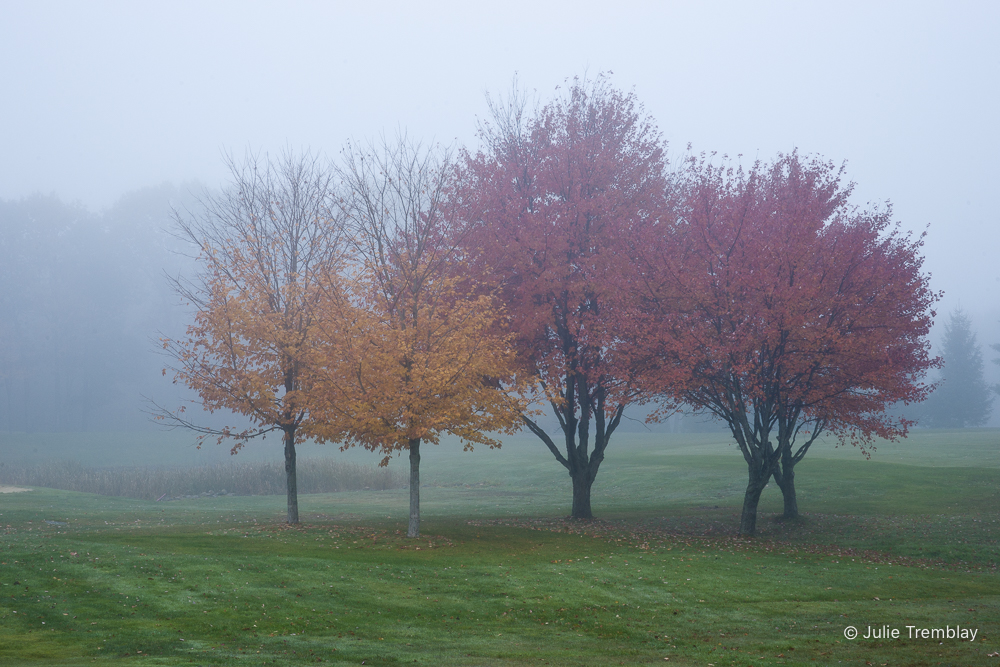 Fall Fog