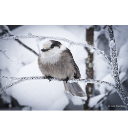 Gray Jay