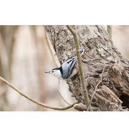 Nuthatch
