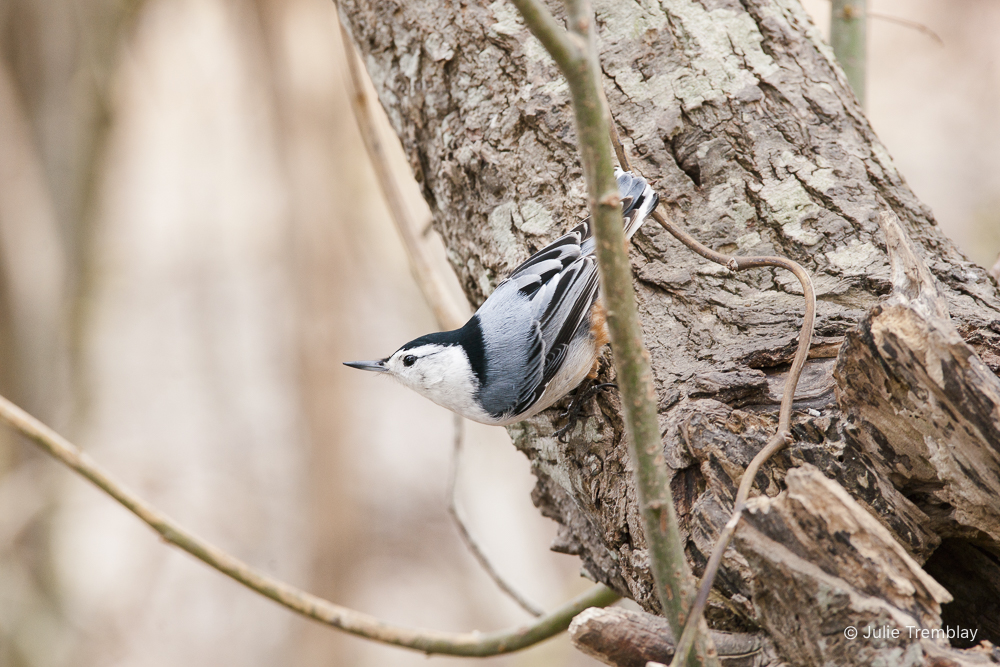 Nuthatch