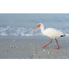 Ibis