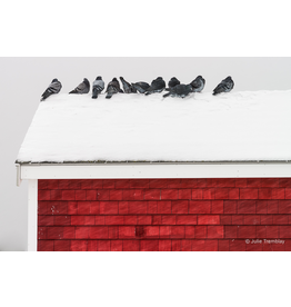 Pigeons on Roof