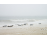 Sea Gulls Storm