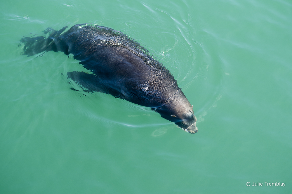 Sea Lion