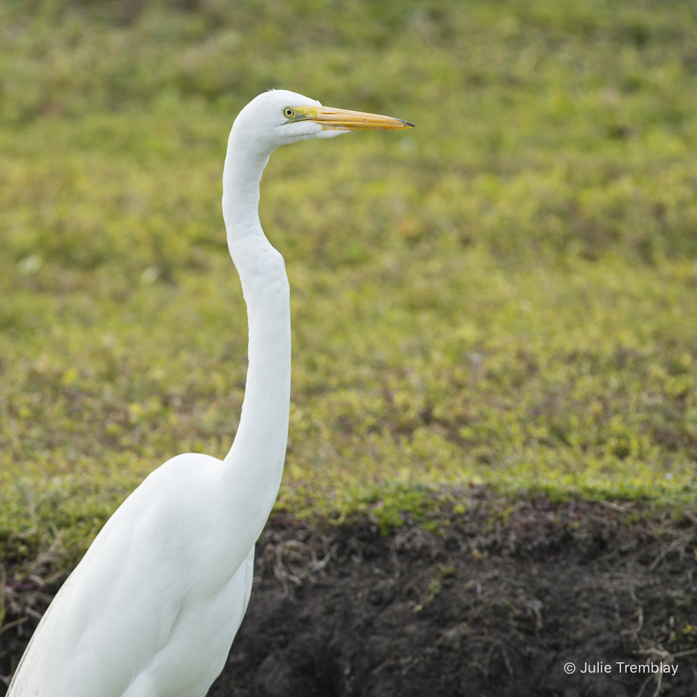 White Heron