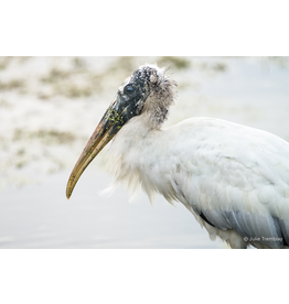 Wood Stork