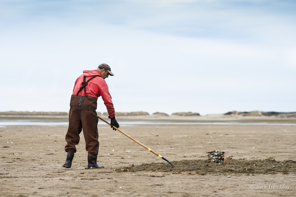 Prints Clam Digger 2