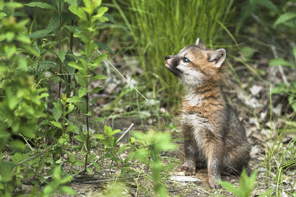 Baby Fox