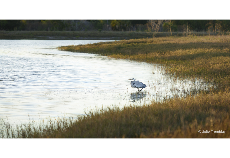 Heron Water