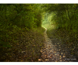 Woods Path