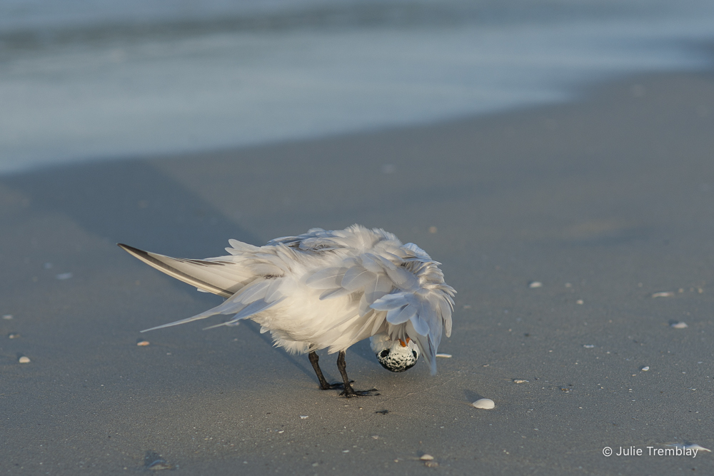 Elegant Tern