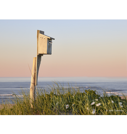 Thalassa Swallow Peaking