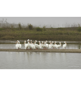 White Pelicans