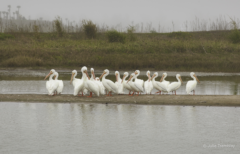 White Pelicans