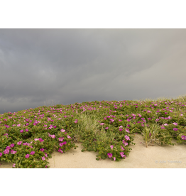 Dune Roses