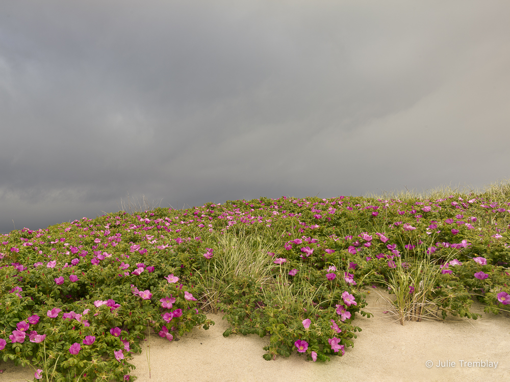 Dune Roses