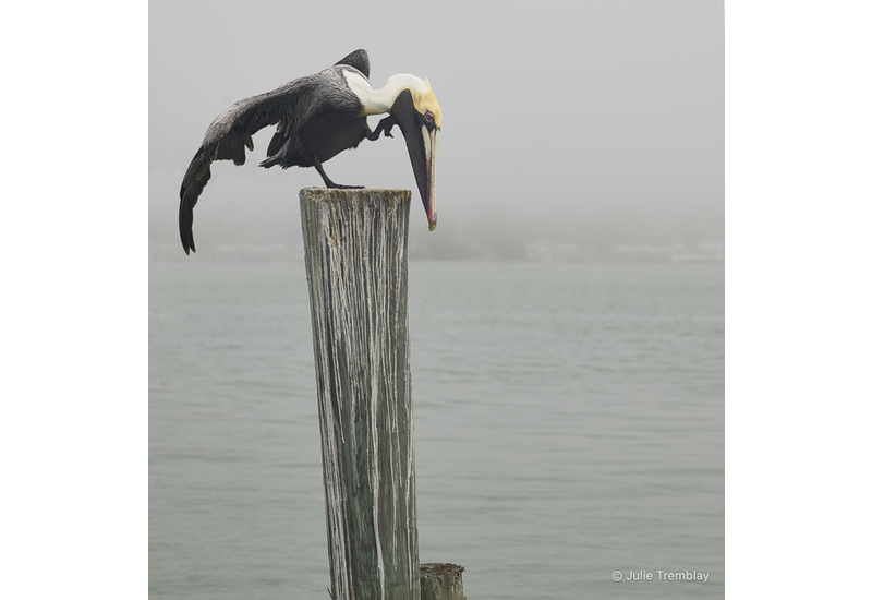 Pelican Scratch